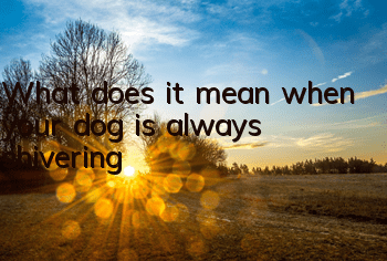 TWhat does it mean when your dog is always shivering?