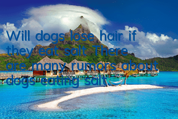 Will dogs lose hair if they eat salt? There are many rumors about dogs eating salt.