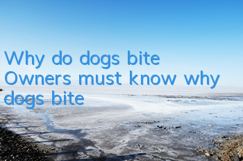 Why do dogs bite? Owners must know why dogs bite!