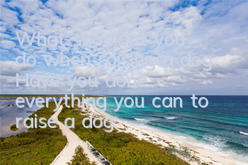 What shouldn’t you do when raising a dog? Have you done everything you can to raise a dog in a civilized manner?
