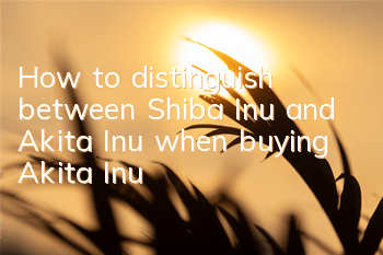 How to distinguish between Shiba Inu and Akita Inu when buying Akita Inu