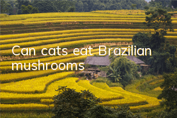 Can cats eat Brazilian mushrooms?
