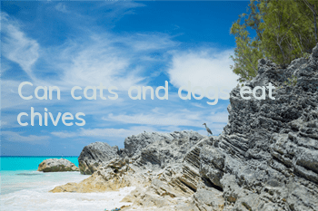 Can cats and dogs eat chives?