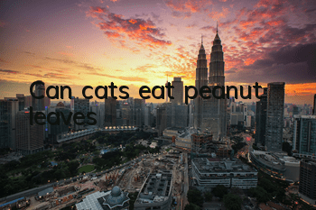 Can cats eat peanut leaves?