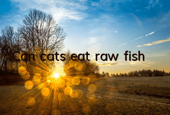Can cats eat raw fish?