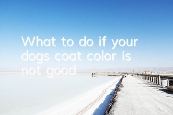 TWhat to do if your dog’s coat color is not good