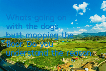 What's going on with the dog's butt mopping the floor? Do you understand the reason?