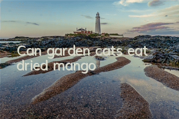 Can garden cats eat dried mango?