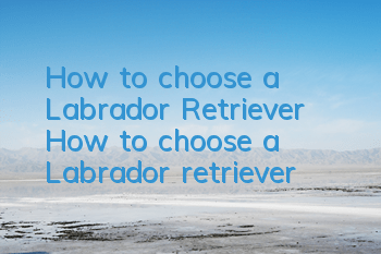 How to choose a Labrador Retriever? How to choose a Labrador retriever