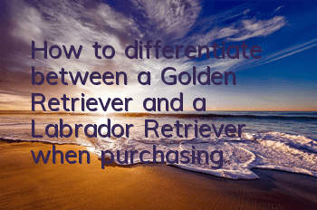 How to differentiate between a Golden Retriever and a Labrador Retriever when purchasing