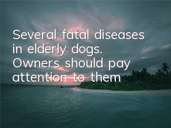 Several fatal diseases in elderly dogs. Owners should pay attention to them