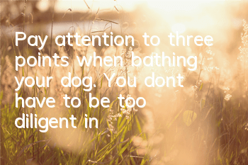 Pay attention to three points when bathing your dog. You don’t have to be too diligent in bathing your dog.