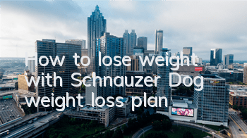 How to lose weight with Schnauzer Dog weight loss plan