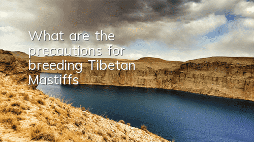 TWhat are the precautions for breeding Tibetan Mastiffs?