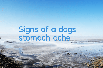 TSigns of a dog’s stomach ache