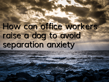 How can office workers raise a dog to avoid separation anxiety?