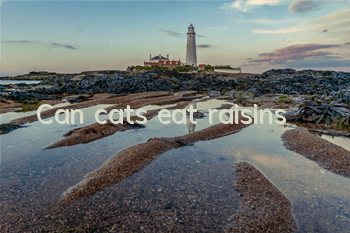 Can cats eat raisins?
