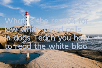 What is the reason for low white blood cells in dogs? Teach you how to read the white blood cell test sheet