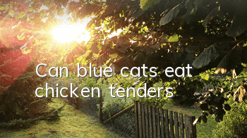 Can blue cats eat chicken tenders?