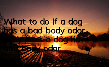What to do if a dog has a bad body odor Why does a dog have a bad body odor