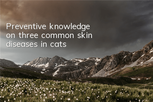 TPreventive knowledge on three common skin diseases in cats!