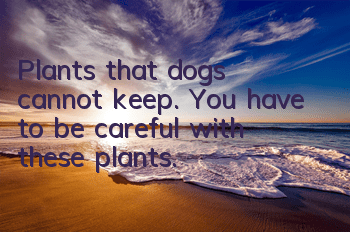 Plants that dogs cannot keep. You have to be careful with these plants.