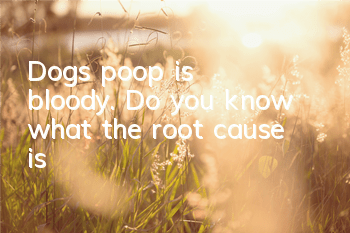 Dog’s poop is bloody. Do you know what the root cause is?