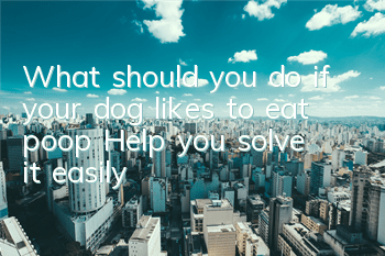 TWhat should you do if your dog likes to eat poop? Help you solve it easily!