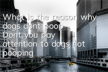 What is the reason why dogs don’t poop? Don’t you pay attention to dogs not pooping?