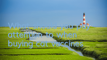 What should you pay attention to when buying cat vaccines?