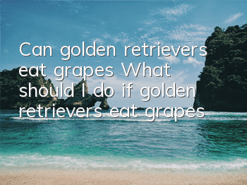Can golden retrievers eat grapes? What should I do if golden retrievers eat grapes?
