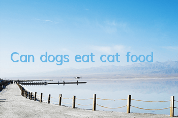 Can dogs eat cat food?