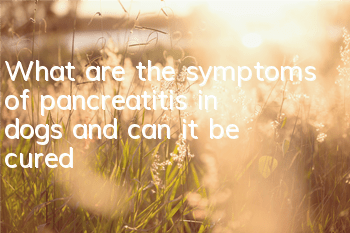 What are the symptoms of pancreatitis in dogs and can it be cured?