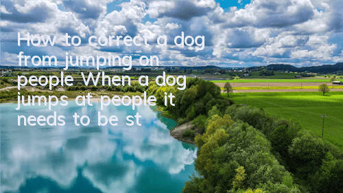 How to correct a dog from jumping on people? When a dog jumps at people, it needs to be stopped immediately!