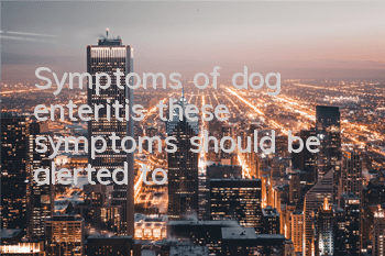 Symptoms of dog enteritis: these symptoms should be alerted to