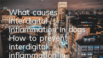 What causes interdigital inflammation in dogs? How to prevent interdigital inflammation in dogs