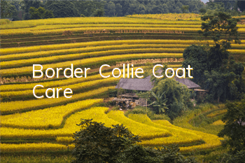 Border Collie Coat Care