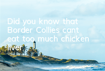 Did you know that Border Collies can’t eat too much chicken liver?