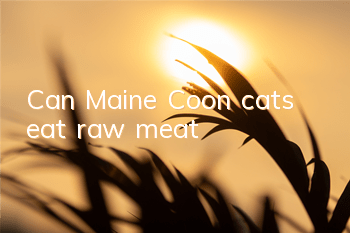 Can Maine Coon cats eat raw meat?