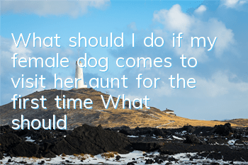 TWhat should I do if my female dog comes to visit her aunt for the first time? What should I pay attention to?