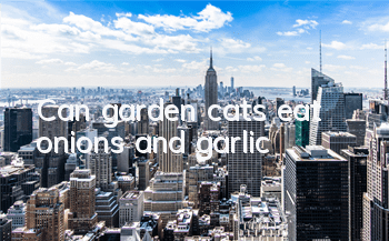 Can garden cats eat onions and garlic?