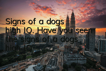 Signs of a dog’s high IQ. Have you seen the signs of a dog’s high IQ?