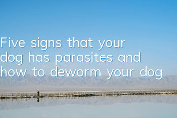 Five signs that your dog has parasites and how to deworm your dog