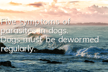 Five symptoms of parasites in dogs. Dogs must be dewormed regularly.
