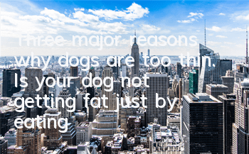 Three major reasons why dogs are too thin. Is your dog not getting fat just by eating?