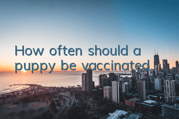 THow often should a puppy be vaccinated?