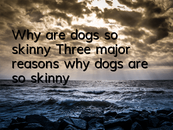 Why are dogs so skinny? Three major reasons why dogs are so skinny