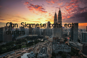 Can Siamese cats eat durian?