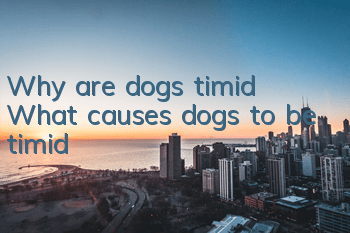 Why are dogs timid? What causes dogs to be timid?