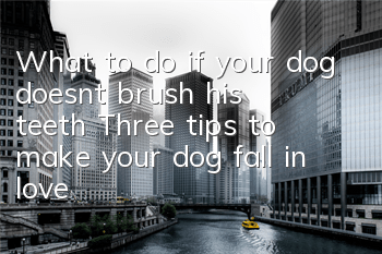 What to do if your dog doesn’t brush his teeth? Three tips to make your dog fall in love with brushing his teeth